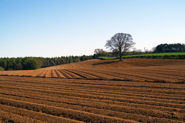 Ploughed field - 83662322