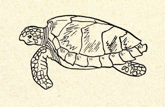 Hawksbill sea turtle (Eretmochelys imbricata) 