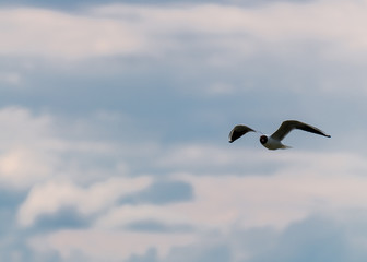 Schwarzkopfmöwe, Neusiedlersee,Österreich