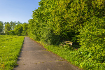 Wooden bench amidst sunny trees in spring
