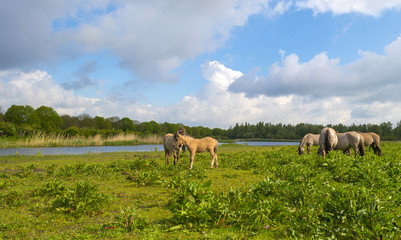Herd of horses in nature under a blue cloudy sky