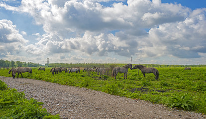Fototapeta na wymiar Herd of horses in nature under a blue cloudy sky