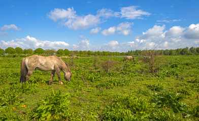 Obraz premium Herd of horses in nature under a blue cloudy sky