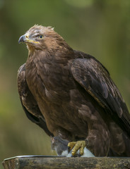 Obraz premium Aquila clanga - eagel