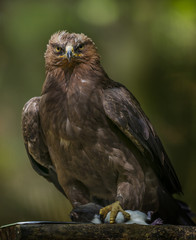 Aquila clanga - eagel