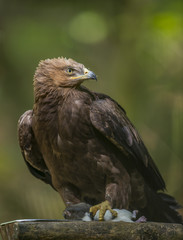 Aquila clanga - eagel