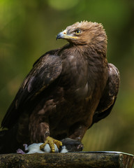 Aquila clanga - eagel