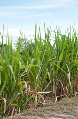 sugarcane plants grow in field blue sky background