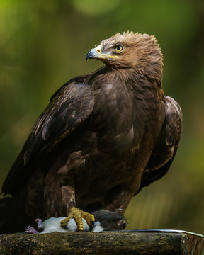 Aquila clanga - eagel