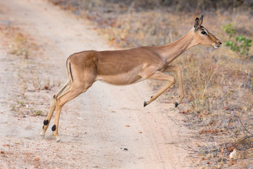 Female impala doe running and jumping away from danger