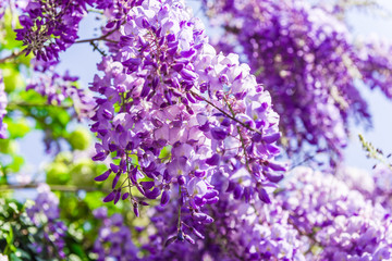 Obraz premium Whisteria blooms