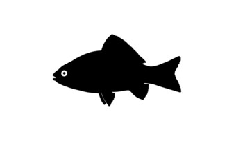 Crucian carp fish silhouette