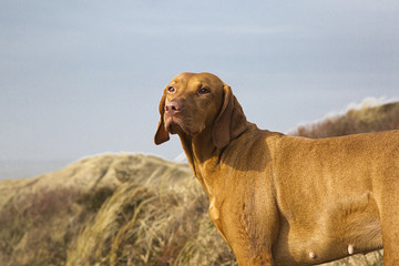 Hungarian Pointer Dog in front of sand dune