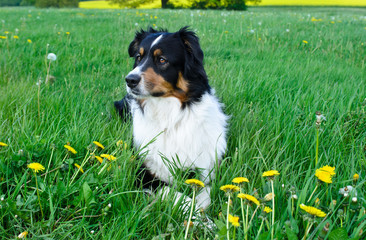 australian shepherd