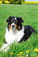 australian shepherd