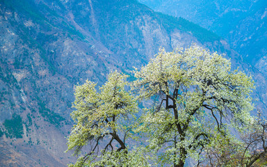 Pear Trees Flowering in Barren Valley