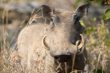 Warthog with big teeth walking among short grass
