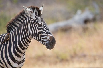 Fototapeta na wymiar Zebra portrait in colour photo with heads close-up