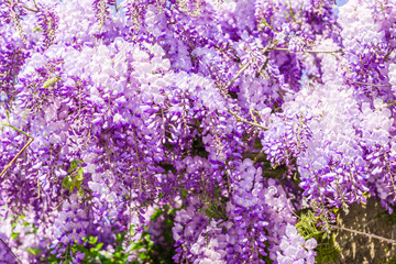 Obraz premium Whisteria blooms 