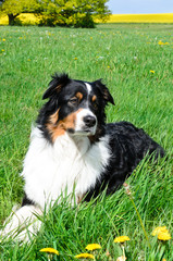 australian shepherd