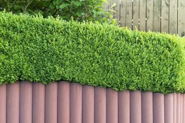 Gartenmauer aus Betonsäulen und Hecke 