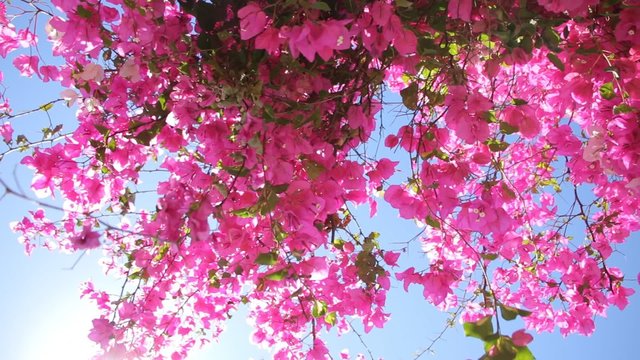Bougainvillea flower swaying in the sunshine