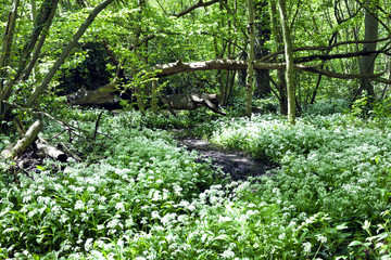 Carpet of wild garlic white flowers in forest in spring