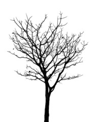 Obraz premium Dead tree isolated on white background