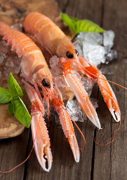 Raw langoustines on ice with basil
