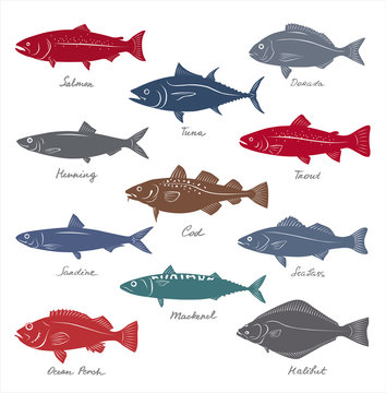 Big collection of marketable fish symbols. Vector set.
