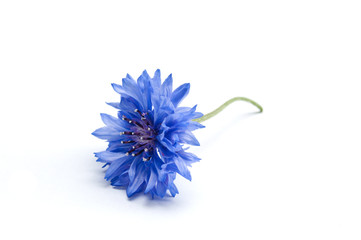 Fototapeta premium bleuet sur fond blanc