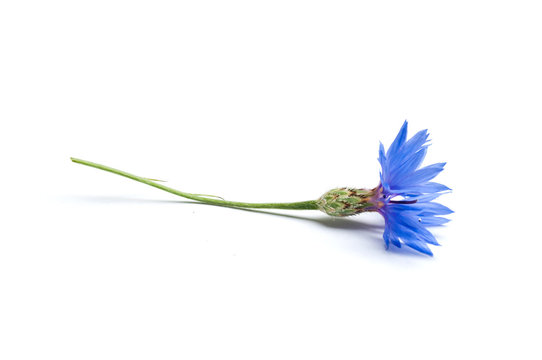 bleuet sur fond blanc