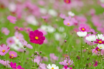 Obraz premium cosmos field