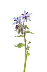 Borage