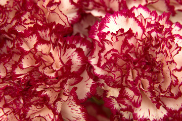 vareigated carnation flowers