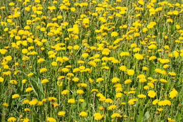 Obraz premium yellow dandelions on green grass
