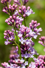Close-up beautiful lilac flowers with the leaves.