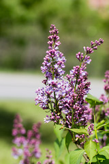 Naklejka premium Close-up beautiful lilac flowers with the leaves.