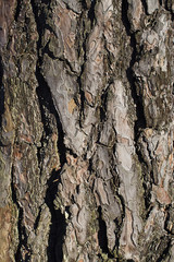 background texture of tree bark closeup