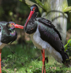 pair of black storks - Ciconia nigra