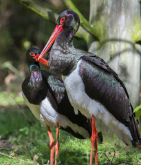 pair of black storks - Ciconia nigra