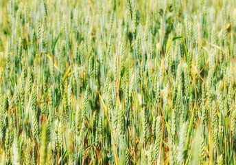 Green wheat in field