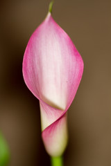 calla flower close up