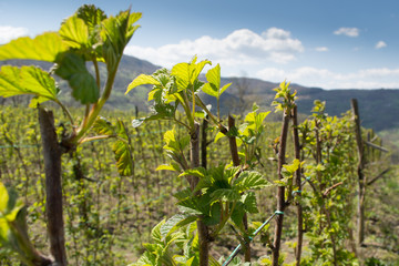 Fototapeta na wymiar Raspberry in early spring