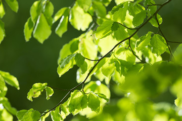 fresh leaves and sun rays