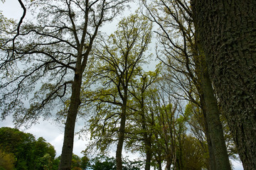 Obraz premium Beautiful Forest landscape with tall trees