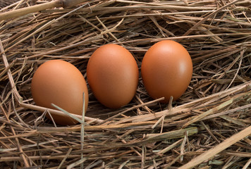 Eggs