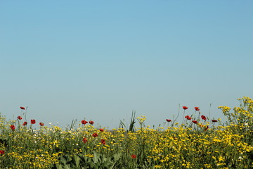 Fototapeta Маки и ромашки на фоне голубого неба obraz