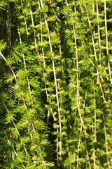 LARIX KAEMPFERI (PENDULA) © Victoria Malankina 