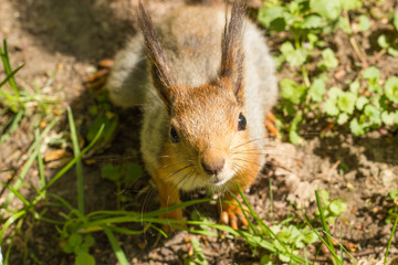 Naklejka na ściany i meble Red squirrel (Sciurus vulgaris) in the spring
